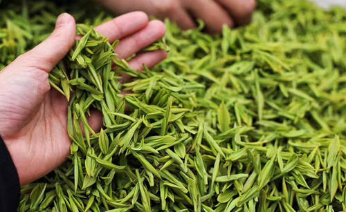 绿茶有哪些品种 绿茶前十名一览