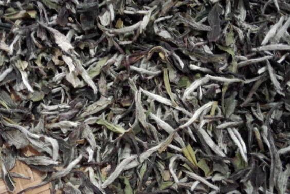 福鼎大白茶和福鼎白茶一样吗 福鼎大白茶和小白茶的区别
