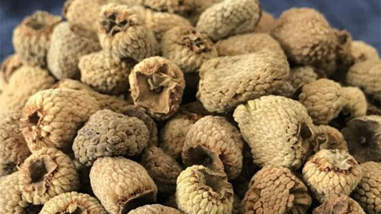 覆盆子叶茶功效与作用 覆盆子叶茶食用方法