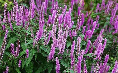 香薷泡水喝有什么功效 香薷的功效与作用及药用价值