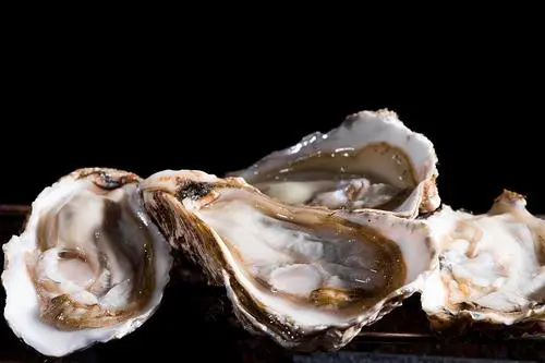 男人吃生蚝有什么作用与功效 男人吃生蚝的好处和功效与作用