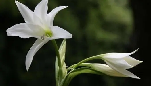 百合的功效与作用的功能与主治