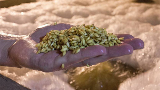 酿造啤酒大麦芽的制作流程是什么样的