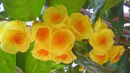 金花茶的功效的与作用 金花茶的副作用