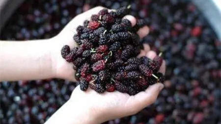 桑葚的功效与作用泡水喝的功效