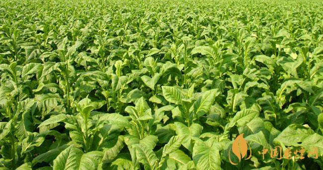 烟草行业发展前景怎么样 2020烟草行业发展预测