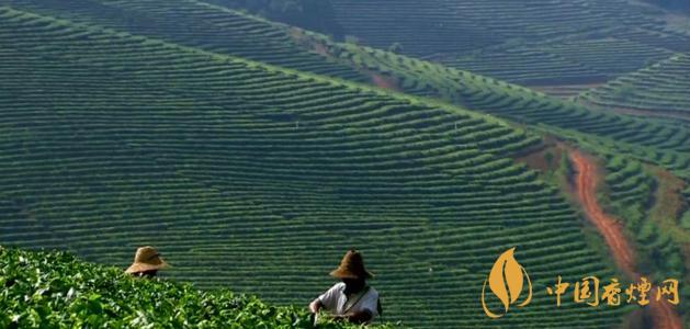 文君茶价格表图2021 文君茶叶大概多少钱