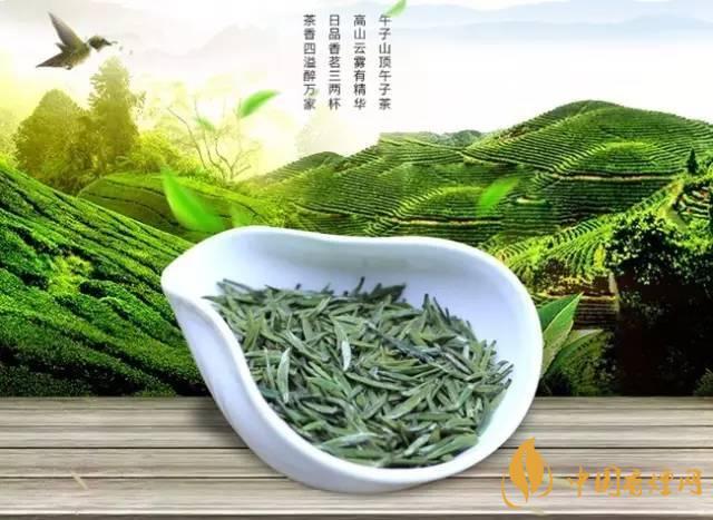 云海白毫属于什么茶-云海白毫应该怎么冲泡