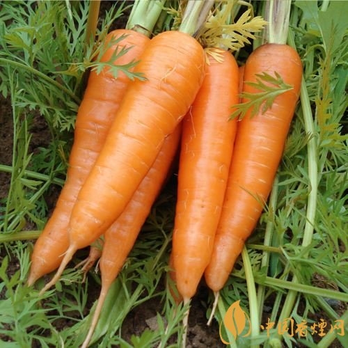 预防抽烟得肺癌,这些食物降低抽烟伤害