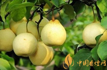 对于戒烟有效果的三种食物第一种我们经常吃!