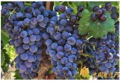 葡萄酒品鉴入门知识：酒精会影响葡萄酒的品质吗